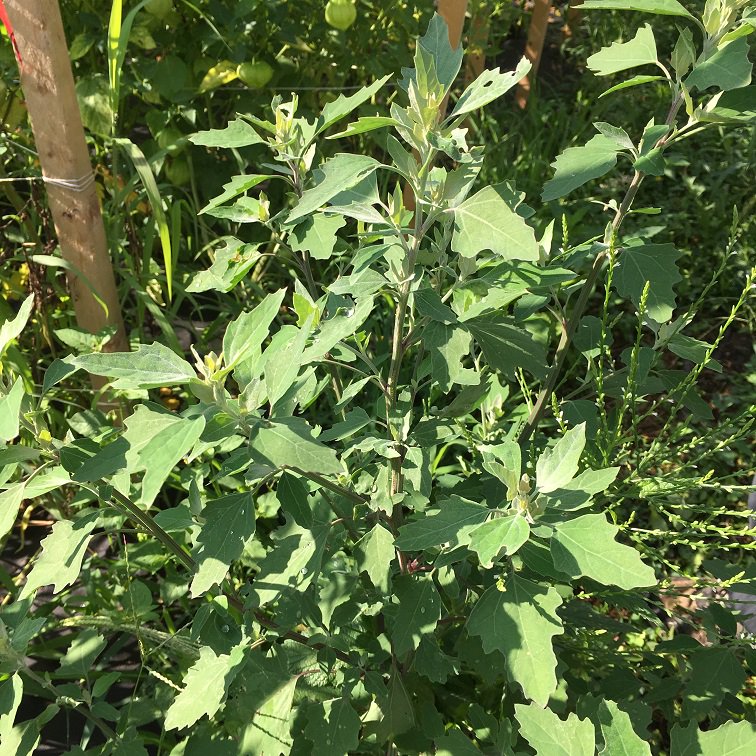 Lambs Quarters is allowed to prosper on the farm. 
